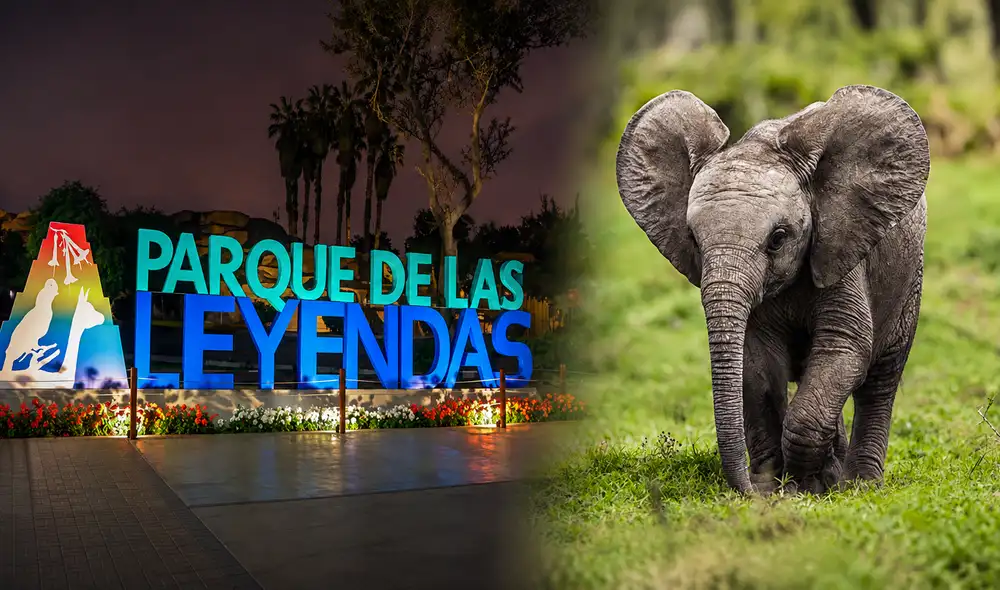Los elefantes, dos machos de cinco años, están siendo preparados para su llegada mediante la adecuación de instalaciones, capacitación del personal y establecimiento de protocolos de bienestar animal. Los elefantes, dos machos de cinco años, están siendo preparados para su llegada mediante la adecuación de instalaciones, capacitación del personal y establecimiento de protocolos de bienestar animal.