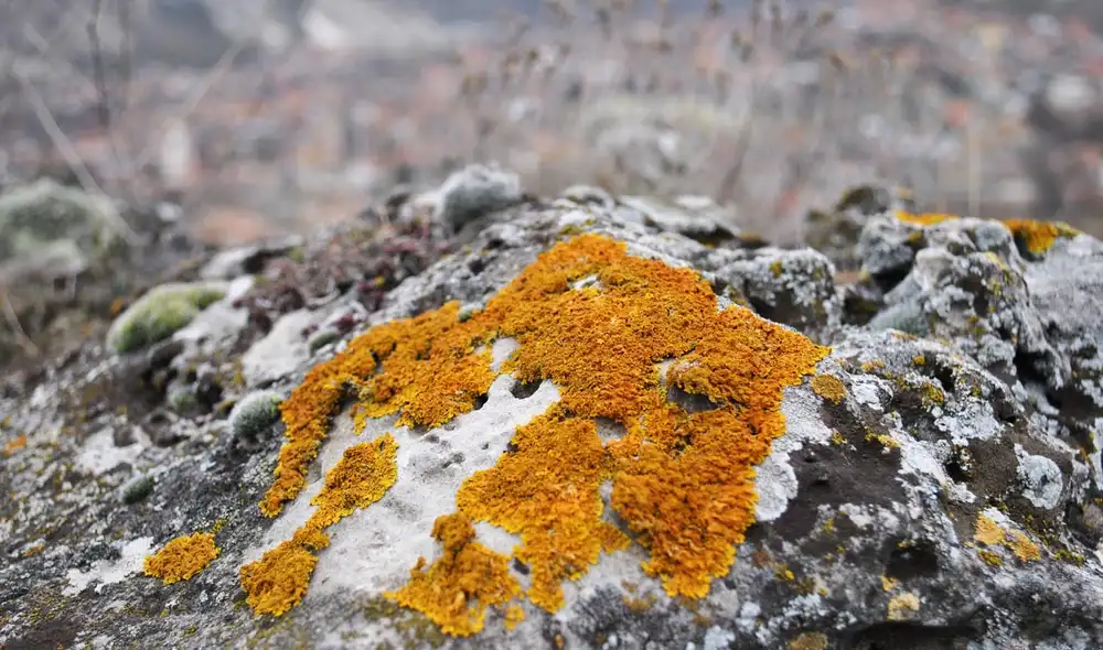 Este liquen naranja, publicado en Economic Geology, presenta una gran concentración de tierras raras, entre 3.500 y 17.000 ppm, lo que lo convierte en un indicador biológico eficaz