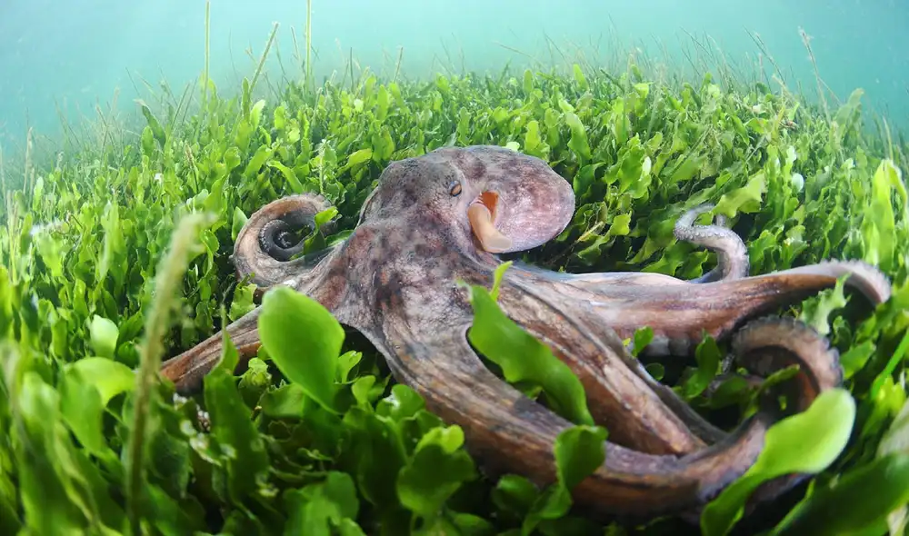 Científicos liberaron más de 130.000 pulpos para combatir al cangrejo azul. Foto: CARM