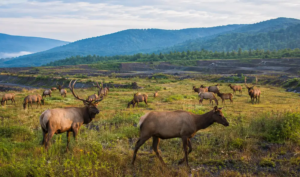 La introducción de 1.541 alces en Kentucky, Estados Unidos, recuperó una especie ausente por un siglo y generó una manada de 13.000 ejemplares. La introducción de 1.541 alces en Kentucky, Estados Unidos, recuperó una especie ausente por un siglo y generó una manada de 13.000 ejemplares.