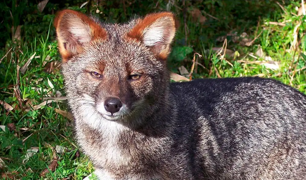 La supuesta "cabeza de zorro" que se compró en una subasta no era realmente un zorro. Foto: Nature Conservancy
