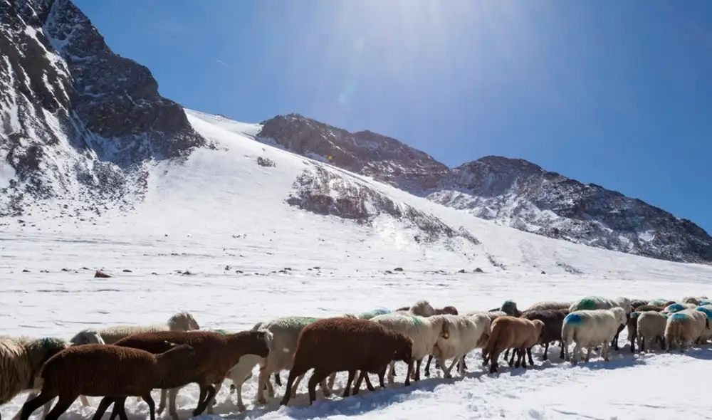 Una ONG suizautiliza mantas de lana para reducir el deshielo de los glaciares. Foto: Alamy