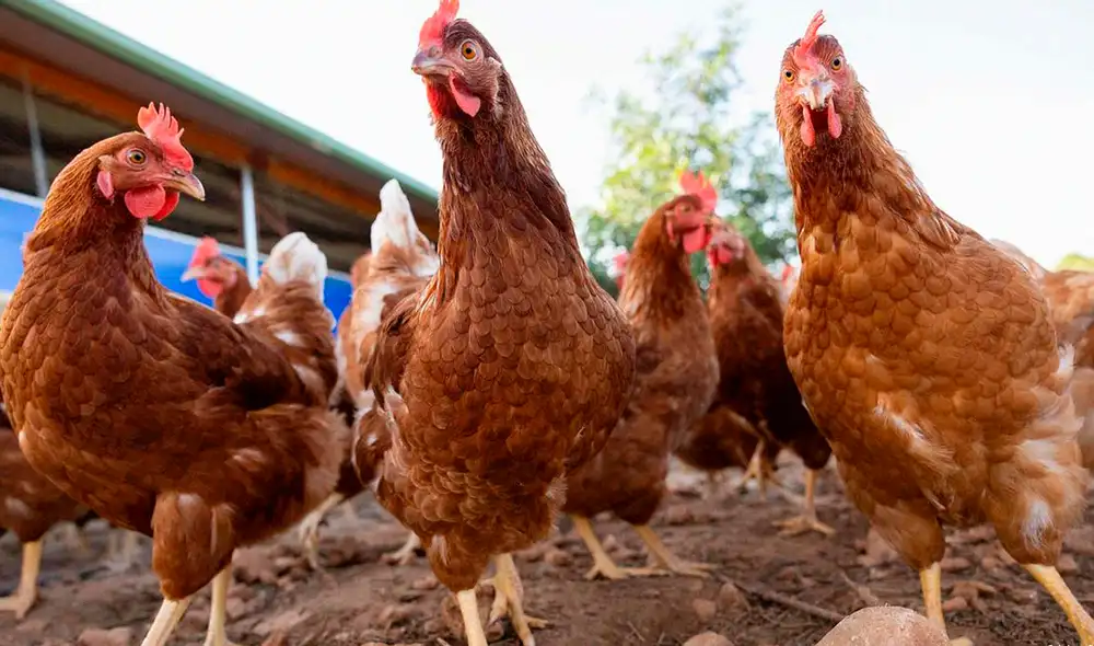 El Ministerio de Ganadería impone la obligación de alojar las aves en instalaciones cerradas. Foto: AFP. El Ministerio de Ganadería impone la obligación de alojar las aves en instalaciones cerradas. Foto: AFP.
