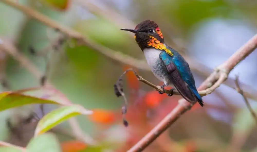 El colibrí abeja, el ave más pequeña del mundo, mide entre 5 y 6 centímetros y pesa solo 2 gramos, destacando por su increíble habilidad de vuelo. El colibrí abeja, el ave más pequeña del mundo, mide entre 5 y 6 centímetros y pesa solo 2 gramos, destacando por su increíble habilidad de vuelo.