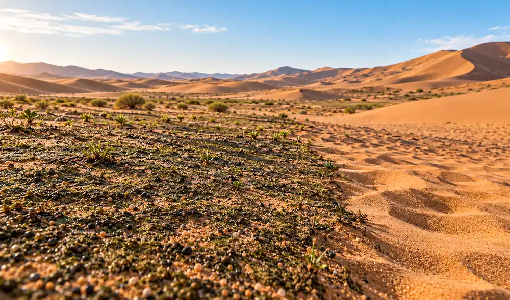 Científicos en el noroeste de China desarrollan una innovadora técnica biológica con cianobacterias para frenar la desertificación, evitando barreras tradicionales. Científicos en el noroeste de China desarrollan una innovadora técnica biológica con cianobacterias para frenar la desertificación, evitando barreras tradicionales.