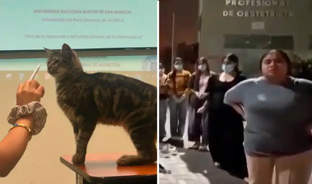 Los estudiantes piden investigar lo sucedido para identificar a los responsables de la muerte de los queridos felinos.
