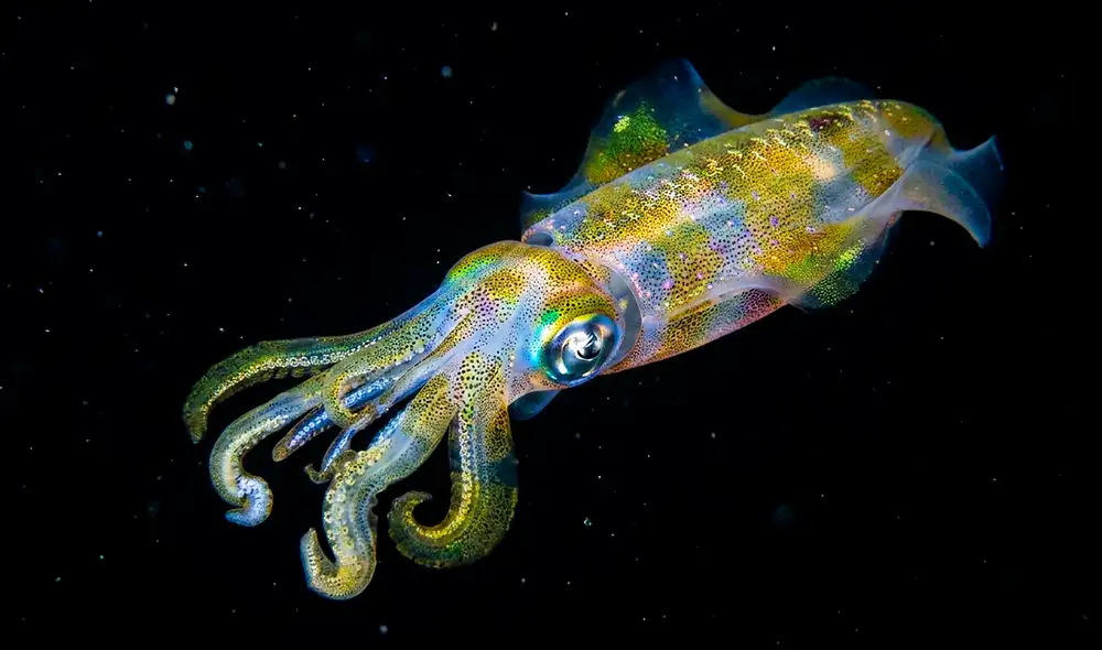 Un estudio de la Universidad de Helsinki advierte que el calentamiento global reducirá el tamaño de los moluscos marinos en un 68% hacia 2100, afectando gravemente la biomasa y la pesca.