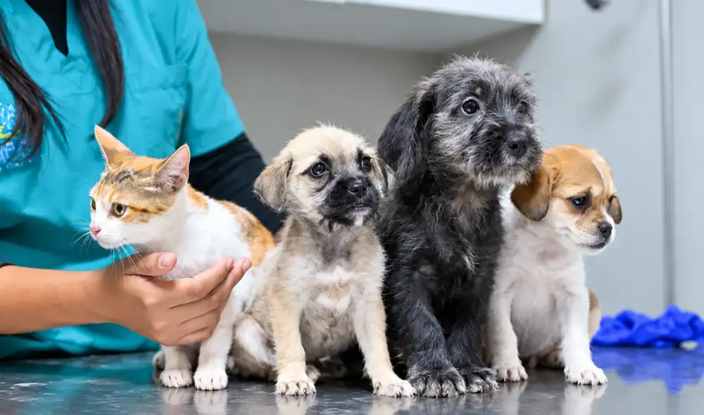 Seis de cada 10 hogares peruanos cuenta con al menos una mascota Seis de cada 10 hogares peruanos cuenta con al menos una mascota