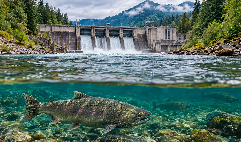 La historia del salmón del Pacífico en el río Elwha cambió drásticamente después de la construcción de presas en el siglo XX, que limitaron su migración por casi un siglo.