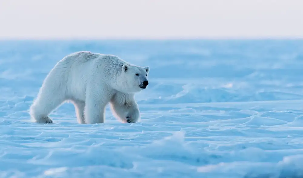 El oso polar, aunque parece tener pelaje blanco, en realidad sus pelos son huecos y transparentes, lo que provoca un fenómeno óptico que refleja la luz. El oso polar, aunque parece tener pelaje blanco, en realidad sus pelos son huecos y transparentes, lo que provoca un fenómeno óptico que refleja la luz.