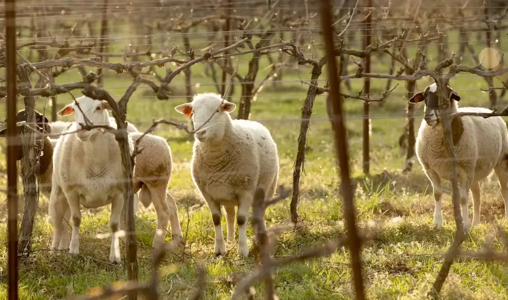 Las ovejas marcaron un hito en la agricultura regenerativa. Foto: Ashton Creek Vineyard Las ovejas marcaron un hito en la agricultura regenerativa. Foto: Ashton Creek Vineyard