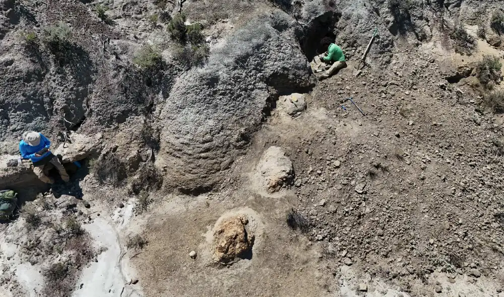 Huellas de Tyrannosaurus rex en la Formación Hell Creek en Dakota del Norte, Estados Unidos. Foto: Kent Hups Huellas de Tyrannosaurus rex en la Formación Hell Creek en Dakota del Norte, Estados Unidos. Foto: Kent Hups
