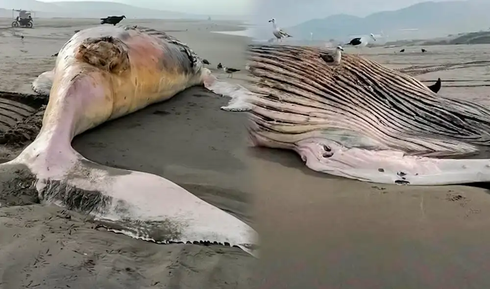 IMARPE sostuvo que las ballenas jorobadas se desplazan anualmente entre sus zonas de alimentación. IMARPE sostuvo que las ballenas jorobadas se desplazan anualmente entre sus zonas de alimentación.