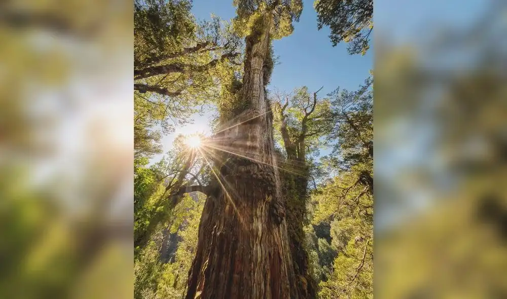 Este majestuoso árbol es un importante archivo climático, ya que sus anillos revelan información sobre miles de años de cambios ambientales. Este majestuoso árbol es un importante archivo climático, ya que sus anillos revelan información sobre miles de años de cambios ambientales.