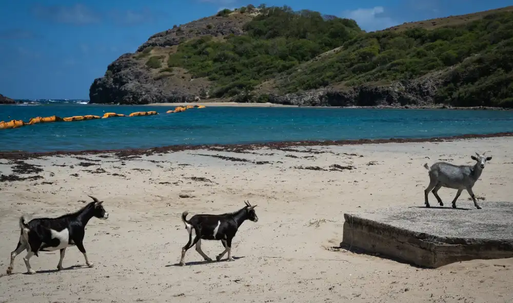 Las cabras figuraban entre las especies más dañinas debido a su capacidad para alterar gravemente la vegetación insular. Foto: Carla Bernhardt/AFP