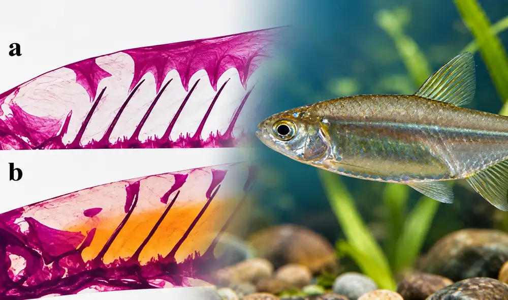 La especie, con distribución restringida en Brasil, rinde homenaje al ictiólogo Heraldo A. Britski. Su identificación refuerza la cooperación científica entre Perú y Brasil en el estudio de la biodiversidad.