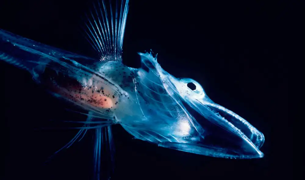 La Dnajb5, hallada en el pez Notothenia coriiceps, actúa como regulador en procesos de producción de proteínas y energía dentro de las células musculares. La Dnajb5, hallada en el pez Notothenia coriiceps, actúa como regulador en procesos de producción de proteínas y energía dentro de las células musculares.
