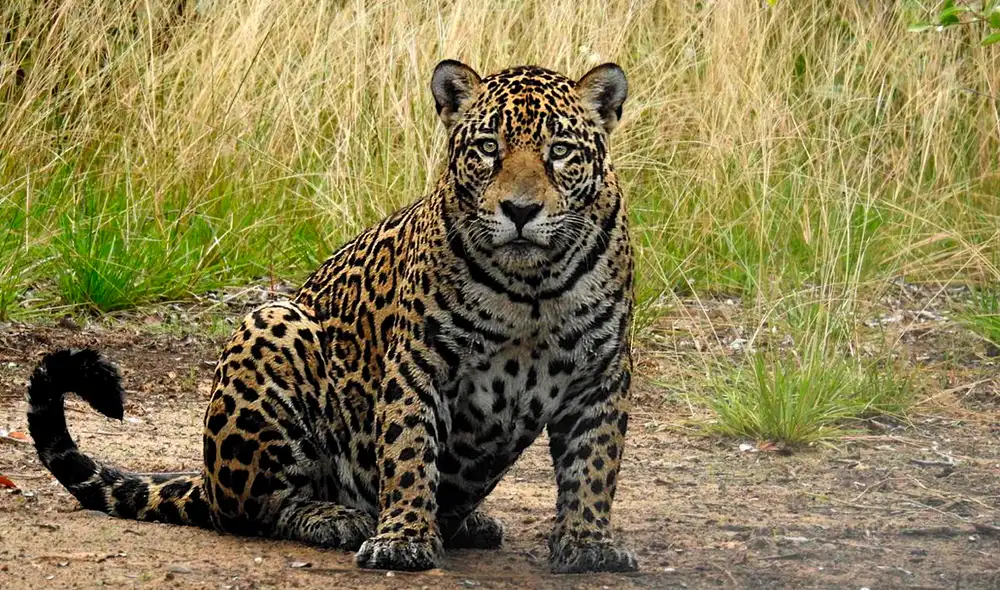 Un jaguar macho fue fotografiado en la Sierra del Merendón, Honduras, después de una década sin avistamientos en la región. Un jaguar macho fue fotografiado en la Sierra del Merendón, Honduras, después de una década sin avistamientos en la región.