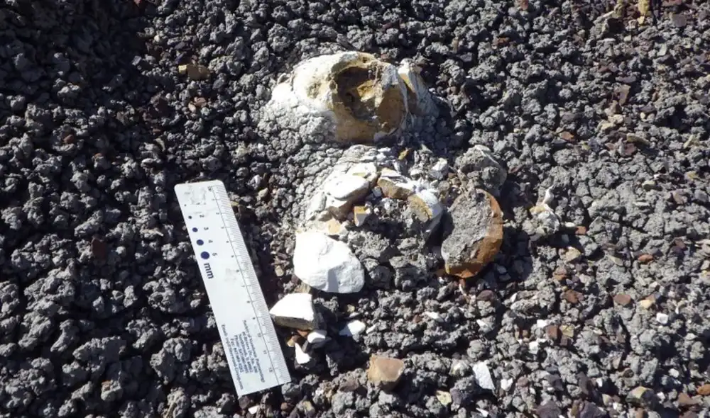 Un fósil de excremento dinosaurio encontrado en Montana revela la preservación de diminutas plumas y restos de una ave prehistórica.
