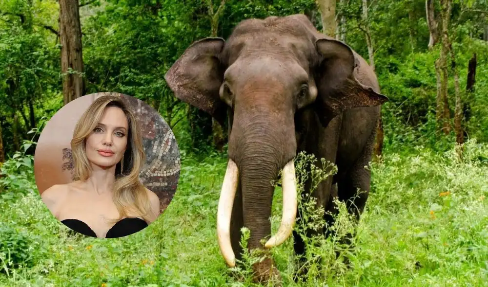 Angelina Jolie, tras adoptar a su hijo Maddox en 2002, se comprometió con la protección del bosque de Samlaut en Camboya, afectado por la tala ilegal y la caza furtiva. Angelina Jolie, tras adoptar a su hijo Maddox en 2002, se comprometió con la protección del bosque de Samlaut en Camboya, afectado por la tala ilegal y la caza furtiva.