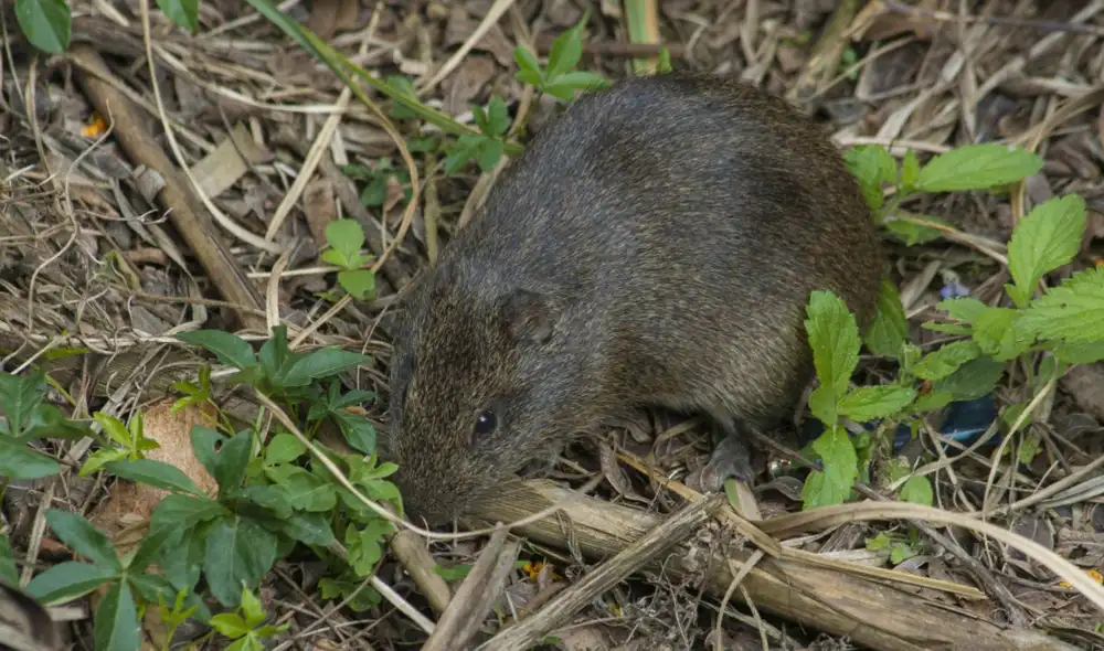 Hawái enfrenta graves amenazas a su biodiversidad por la presencia de ratas, un depredador invasor que ataca nidos de aves endémicas y afecta su reproducción. Hawái enfrenta graves amenazas a su biodiversidad por la presencia de ratas, un depredador invasor que ataca nidos de aves endémicas y afecta su reproducción.