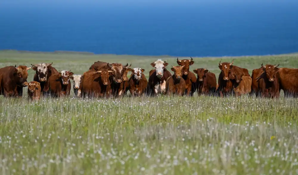 Un colono francés dejó cinco cabezas de ganado en una tierra estéril y sin ayuda humana. Foto: High Country News