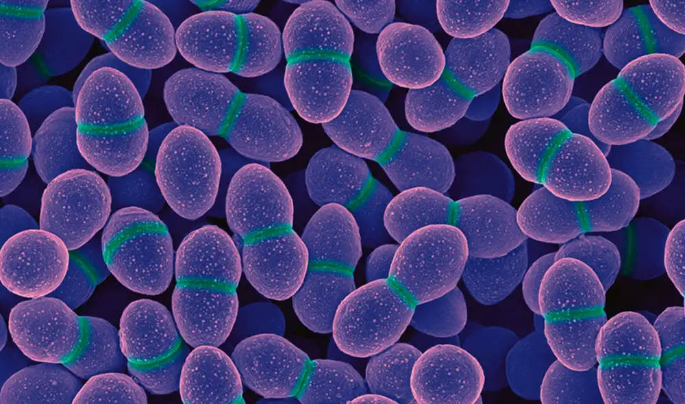 Una nueva estrategia restablece la eficacia de la vancomicina contra el enterococcus faecium. Foto: iStock