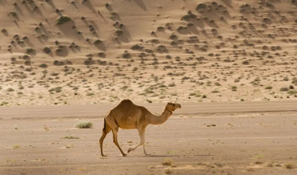 En 1840, el primer camello documentado en Australia, llamado Harry, llegó desde Tenerife. Su travesía marcó el comienzo de una historia de transporte y exploración en el continente.