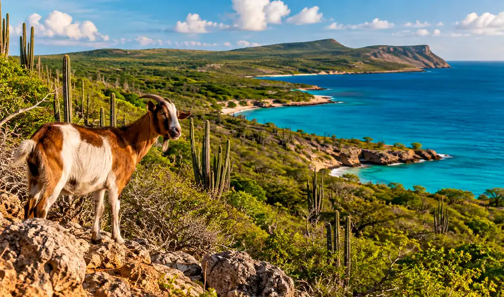 Investigadores en Bonaire analizaron el impacto del pastoreo de cabras sobre el bosque seco tropical, revelando la importancia de proteger áreas para su recuperación ecológica.