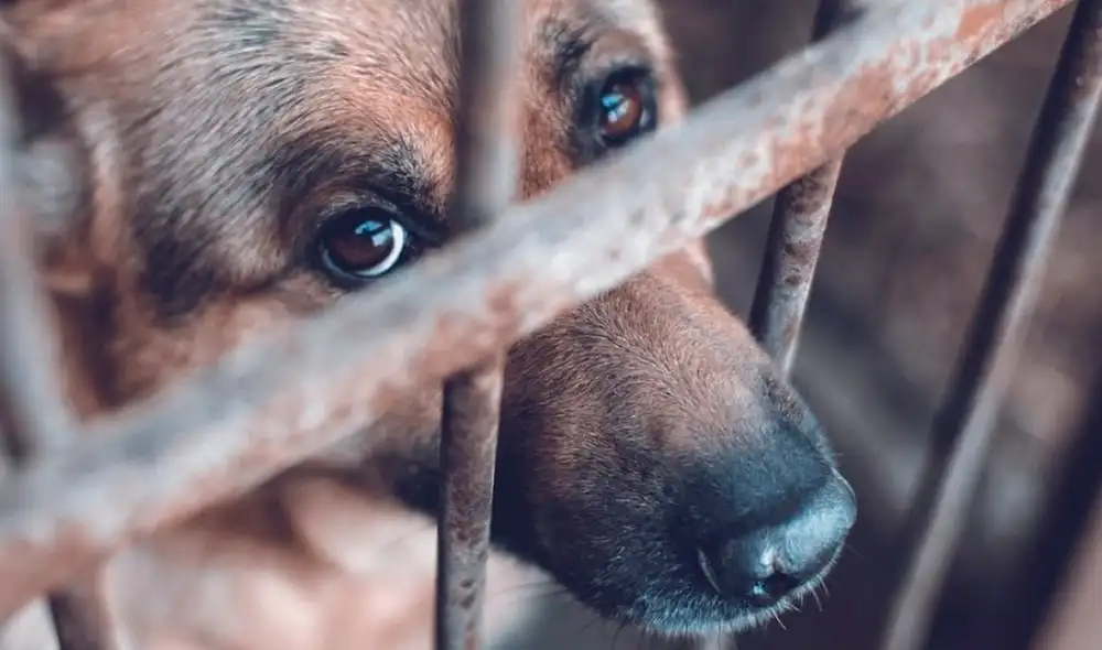 La ausencia de condenas, según el representante de ADAACS, genera preocupación entre las organizaciones defensoras de animales.