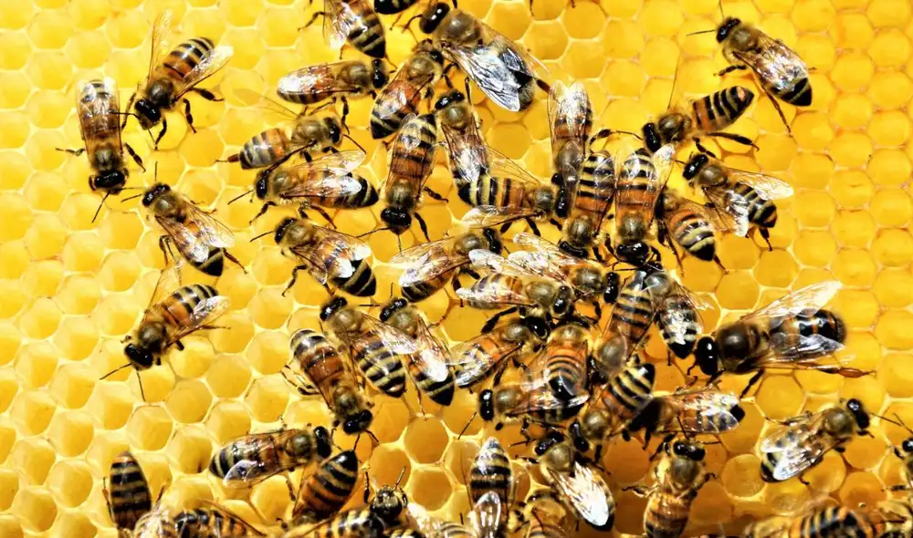 Abejas produciendo miel en su panal.
