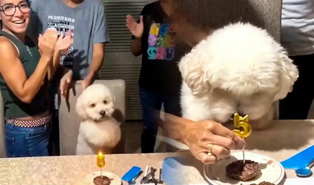 Un emotivo video del cumpleaños de un perro llamado Copito se vuelve viral en redes sociales, cautivando a miles de usuarios con su adorable celebración familiar. Un emotivo video del cumpleaños de un perro llamado Copito se vuelve viral en redes sociales, cautivando a miles de usuarios con su adorable celebración familiar.