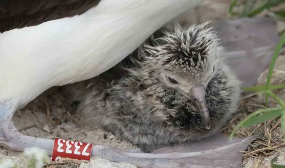 Un polluelo de albatro de Laysa, protegido con su famosa madre de 74 años, Wisdom. Foto: Dan Rapp/Midway Atoll