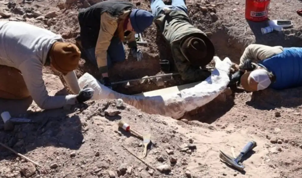 Un cazador en el oeste de Texas descubre un objeto en un arroyo que resultó ser un colmillo de mamut, un hallazgo raro en la región. Un cazador en el oeste de Texas descubre un objeto en un arroyo que resultó ser un colmillo de mamut, un hallazgo raro en la región.