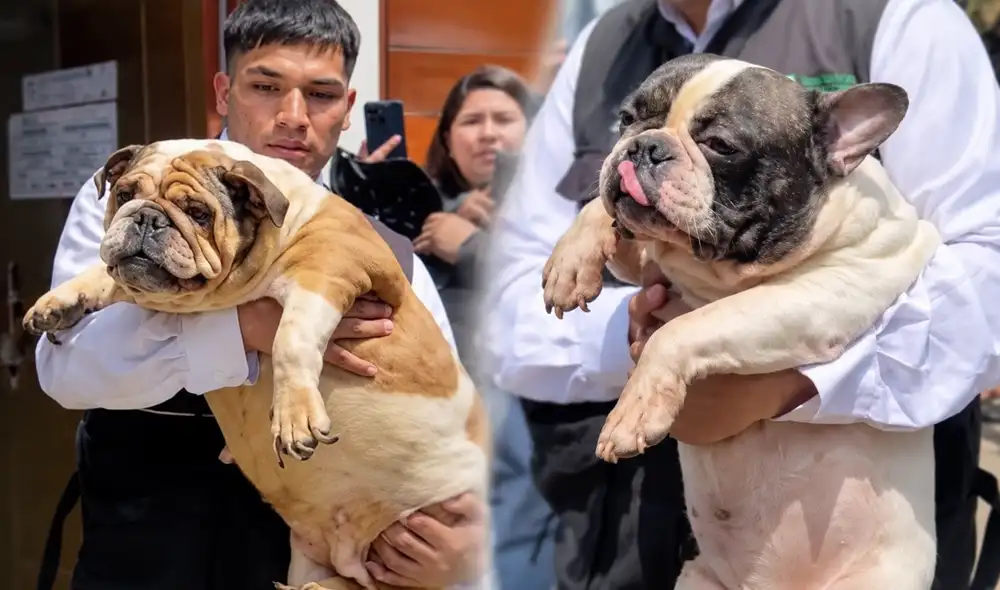 La Fiscalía y la Policía Nacional intervinieron en San Juan de Miraflores, encontrando 47 perros y un gallo en condiciones de presunto maltrato animal. La Fiscalía y la Policía Nacional intervinieron en San Juan de Miraflores, encontrando 47 perros y un gallo en condiciones de presunto maltrato animal.