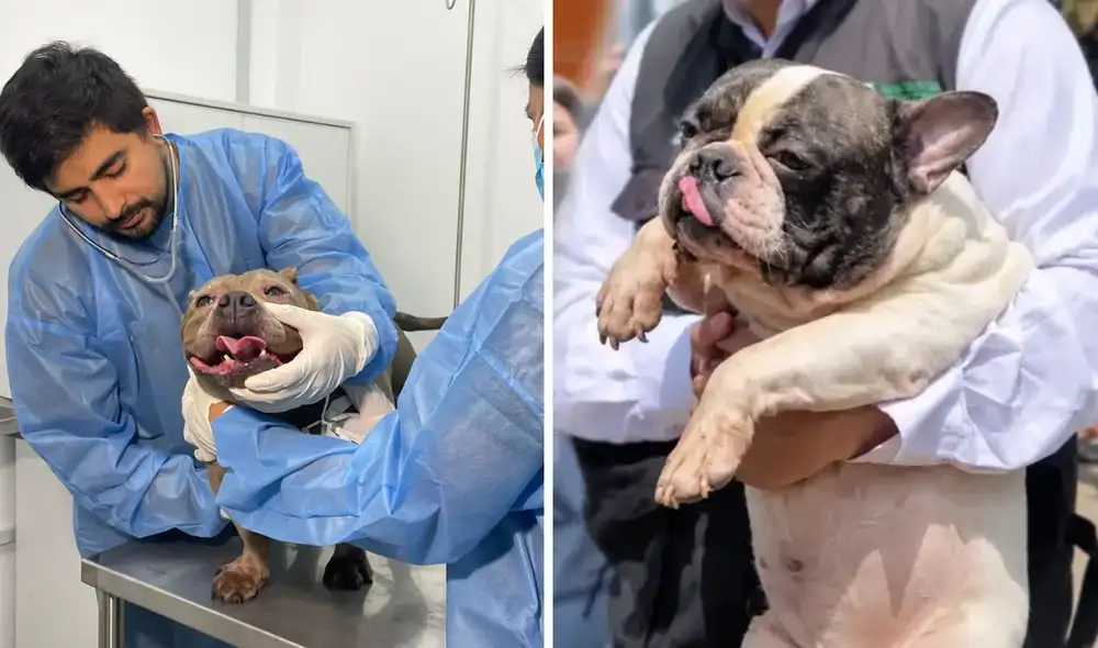 Perros rescatados en San Juan de Miraflores Perros rescatados en San Juan de Miraflores