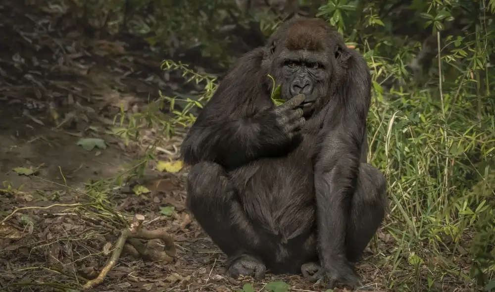 Un estudio en revela que los humanos compartimos casi el 99% de nuestro ADN con chimpancés y gorilas, pero nuestro cartílago envejecería de forma diferente.