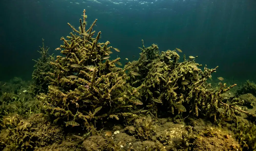 Un innovador proyecto ecológico en el lago Saimaa de Finlandia ha transformado 1.500 pinos festivos reciclados en un estudio sobre biología marina. Un innovador proyecto ecológico en el lago Saimaa de Finlandia ha transformado 1.500 pinos festivos reciclados en un estudio sobre biología marina.
