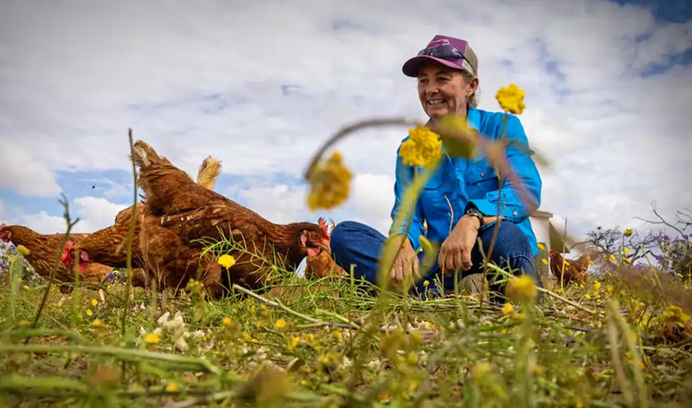 Una innovadora experiencia en Gabyon Station, Australia, utiliza 150 gallinas para regenerar suelos degradados. La iniciativa se basa en el aprovechamiento de su comportamiento natural en la finca.