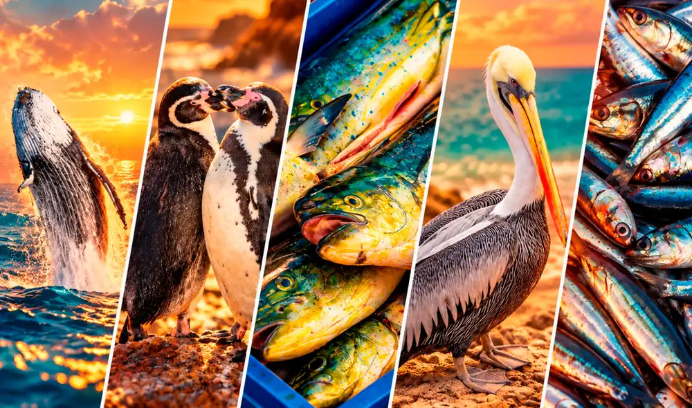 A causa del Fenómeno de El Niño, las especies marinas ya están cambiando su distribución en busca de alimento. A causa del Fenómeno de El Niño, las especies marinas ya están cambiando su distribución en busca de alimento.