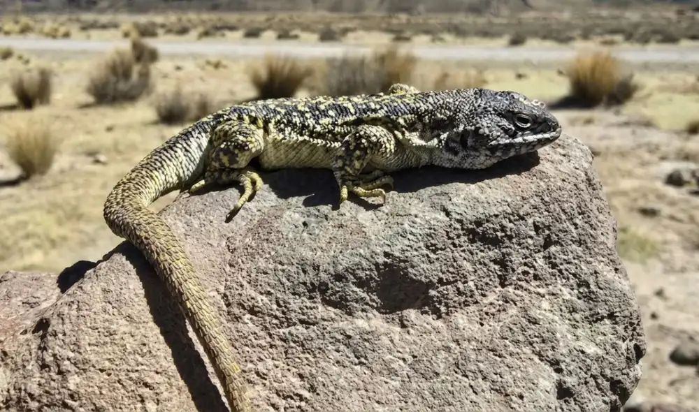 Descubren una nueva especie de lagartija en Arequipa. Foto: Cinthya Salas/Museo de Historia Natural UNMSM Descubren una nueva especie de lagartija en Arequipa. Foto: Cinthya Salas/Museo de Historia Natural UNMSM