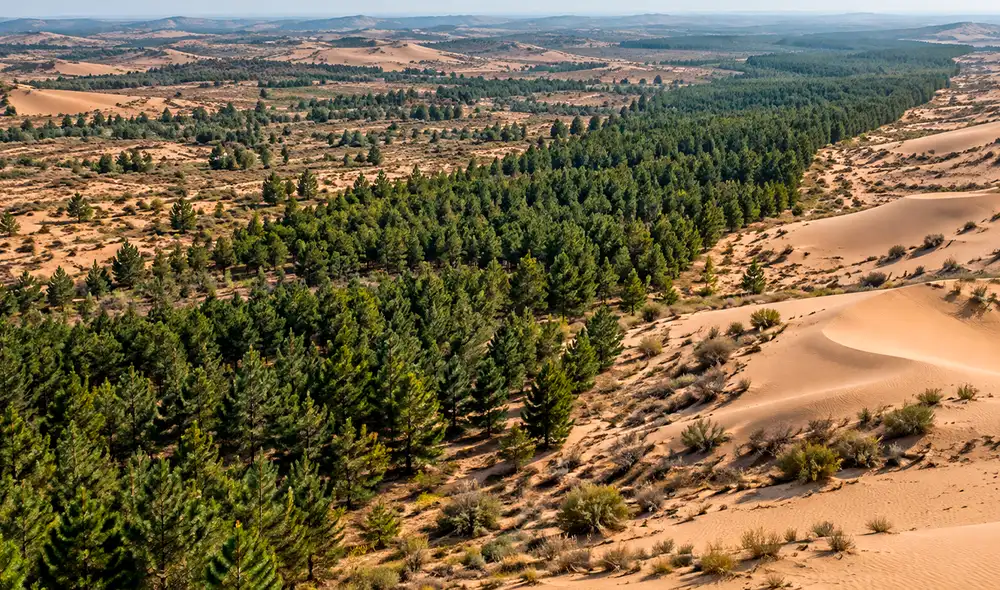 El Programa de Bosques de Protección de los Tres Nortes, que busca combatir la desertificación en China, muestra un impacto negativo en las reservas de agua subterránea.