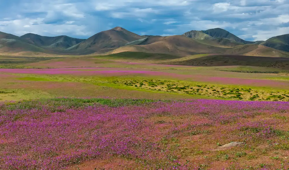 La zona de flores silvestres en el desierto de Atacama, cerca de Copiapó, Chile. Foto: Javier Torres/AFP