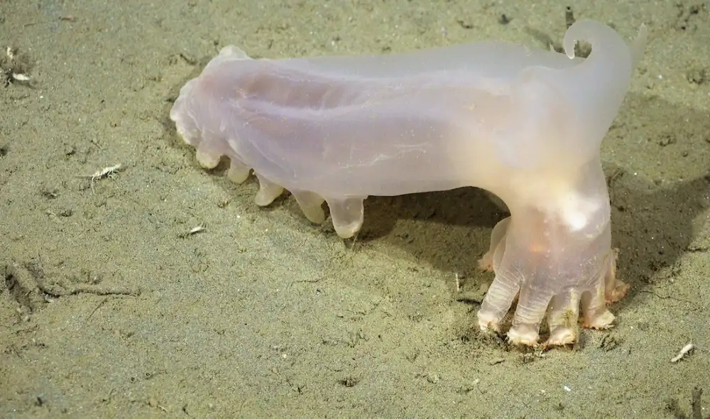 Loki (Peniagone sp.) es un equinodermo de aguas profundas. Foto: ROV SuBastian/Schmidt Ocean Institute. Loki (Peniagone sp.) es un equinodermo de aguas profundas. Foto: ROV SuBastian/Schmidt Ocean Institute.