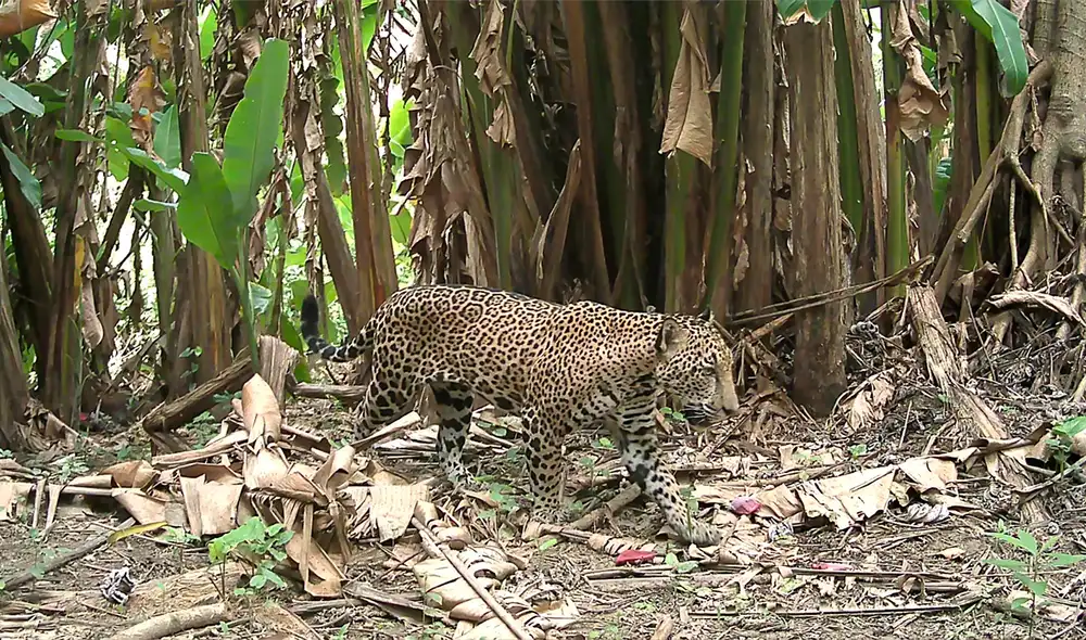 Un jaguar macho fue avistado en Guatemala gracias a una cámara trampa. Foto: Panthera