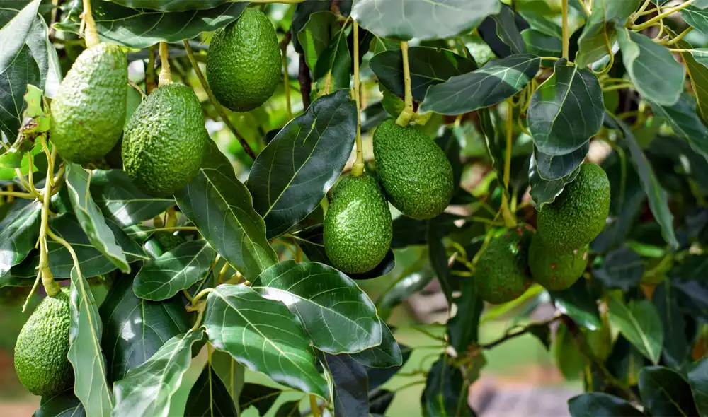 La palta peruana se destaca en el mercado internacional, avanzando con fuerza en Europa y superando a la mexicana en exportaciones.