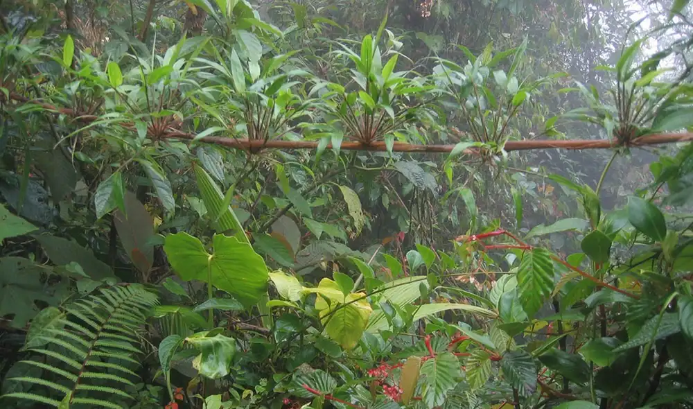 La reserva privada Cloudbridge en Talamanca, Costa Rica, transformó zonas ganaderas en un bosque restaurado tras más de 20 años de esfuerzo y más de 50.000 árboles plantados.