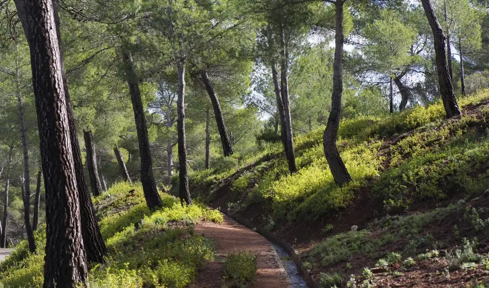 Durante 12 años, Codorníu reforestó 5.000 hectáreas, utilizando métodos innovadores, como disparar piñones con escopetas, para recuperar la vegetación de la sierra.