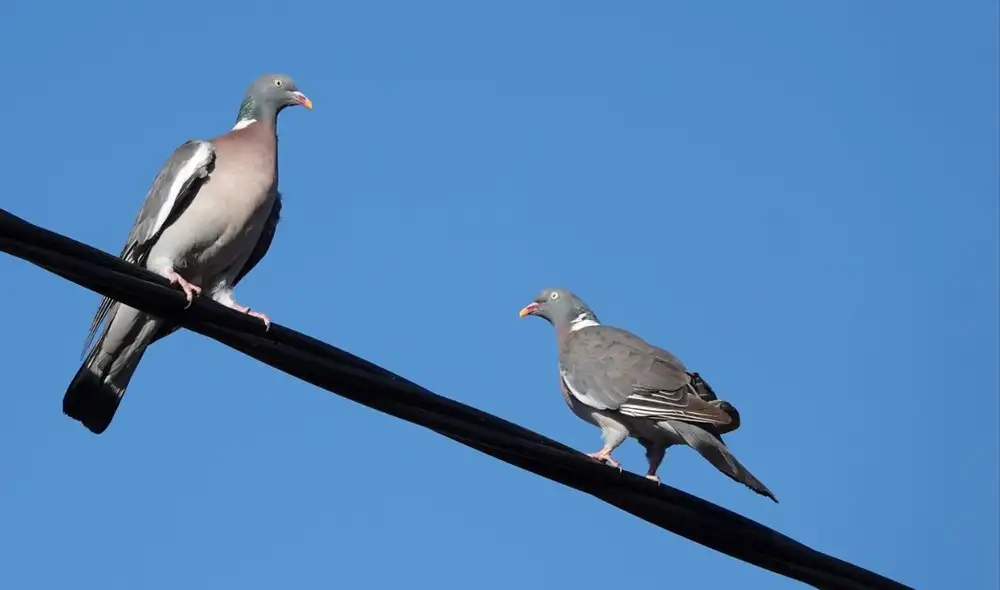 Los pájaros pueden posarse sobre cables de alta tensión, que transportan hasta 380.000 voltios, sin electrocutarse gracias a la mínima diferencia de potencial entre sus patas.