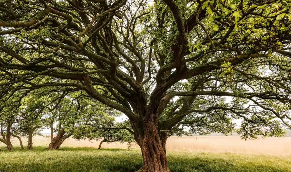 El proverbio chino sobre el árbol torcido y el árbol recto, atribuido a Zhuangzi, reflexiona sobre la libertad y las expectativas sociales.